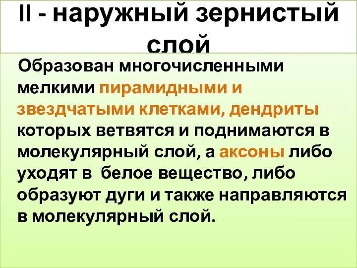 II - наружный зернистый слой Образован многочисленными мелкими пирамидными и звездчатыми