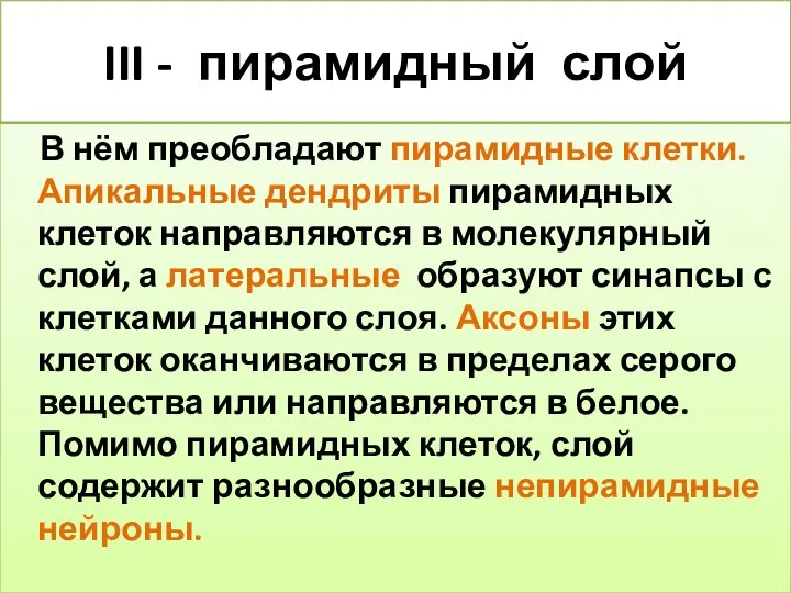 III - пирамидный слой В нём преобладают пирамидные клетки. Апикальные дендриты