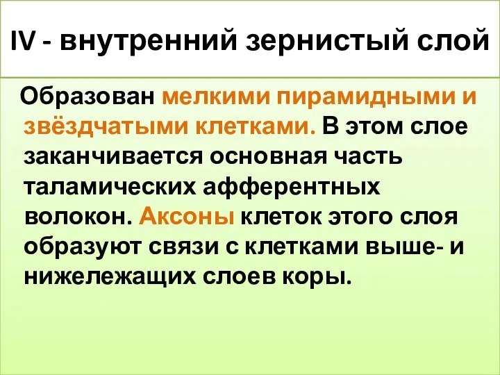 IV - внутренний зернистый слой Образован мелкими пирамидными и звёздчатыми клетками.