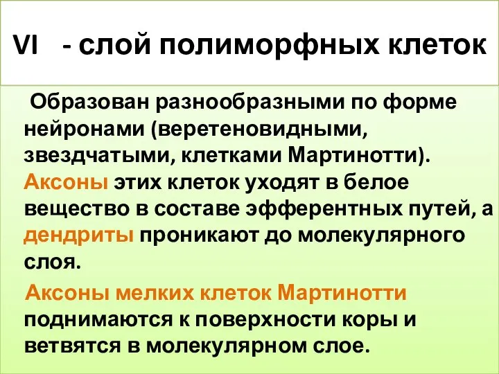 VI - слой полиморфных клеток Образован разнообразными по форме нейронами (веретеновидными,