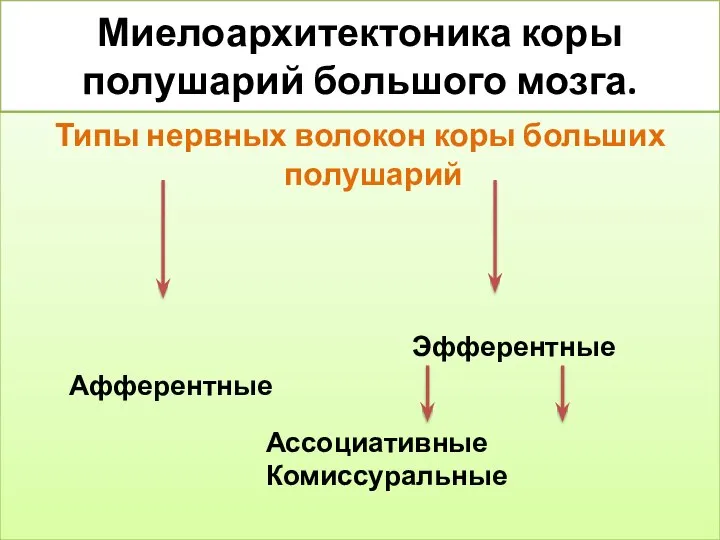 Миелоархитектоника коры полушарий большого мозга. Типы нервных волокон коры больших полушарий Афферентные Эфферентные Ассоциативные Комиссуральные