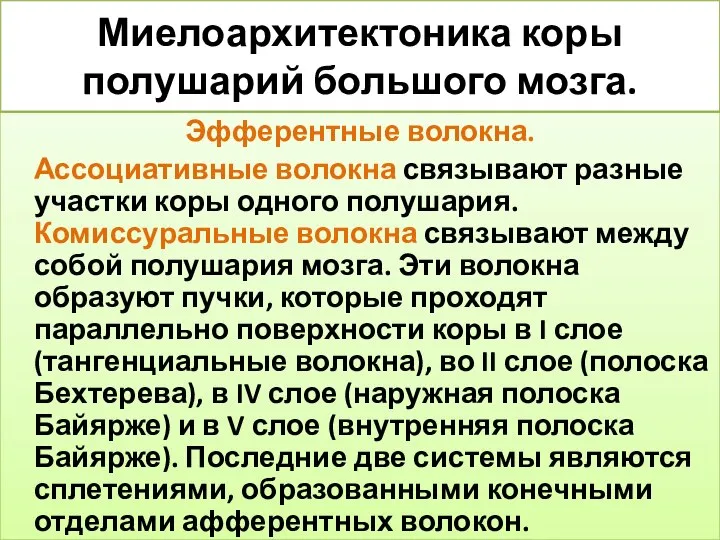 Миелоархитектоника коры полушарий большого мозга. Эфферентные волокна. Ассоциативные волокна связывают разные