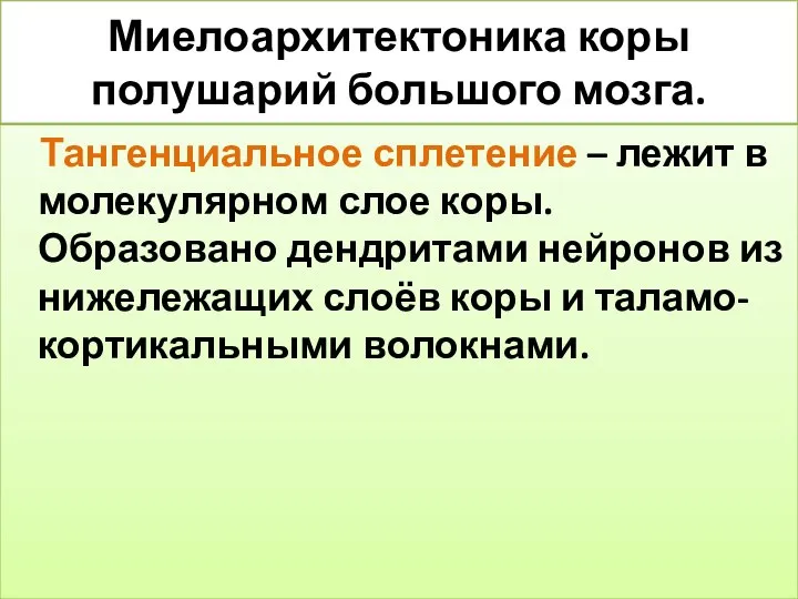 Миелоархитектоника коры полушарий большого мозга. Тангенциальное сплетение – лежит в молекулярном