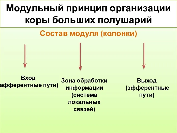 Модульный принцип организации коры больших полушарий Состав модуля (колонки) Вход (афферентные