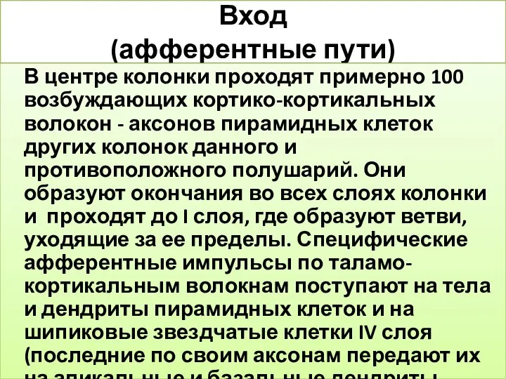 Вход (афферентные пути) В центре колонки проходят примерно 100 возбуждающих кортико-кортикальных