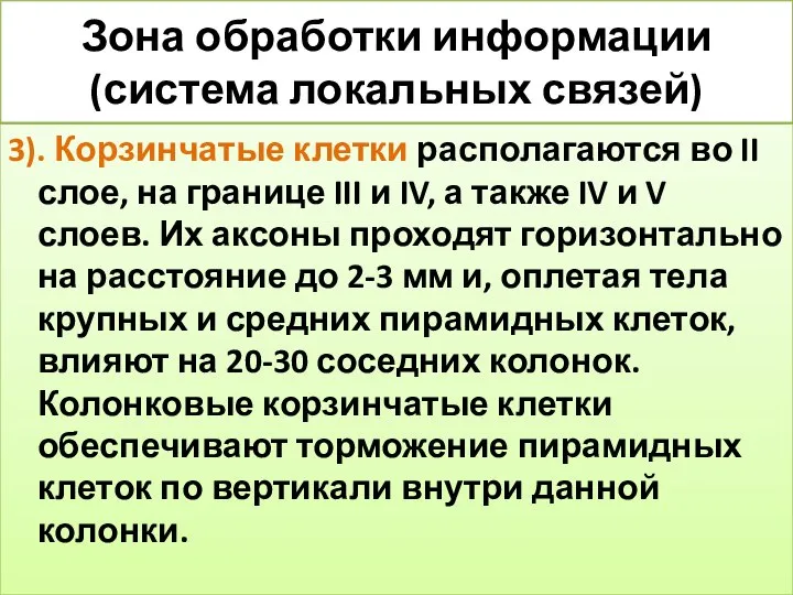 Зона обработки информации (система локальных связей) 3). Корзинчатые клетки располагаются во