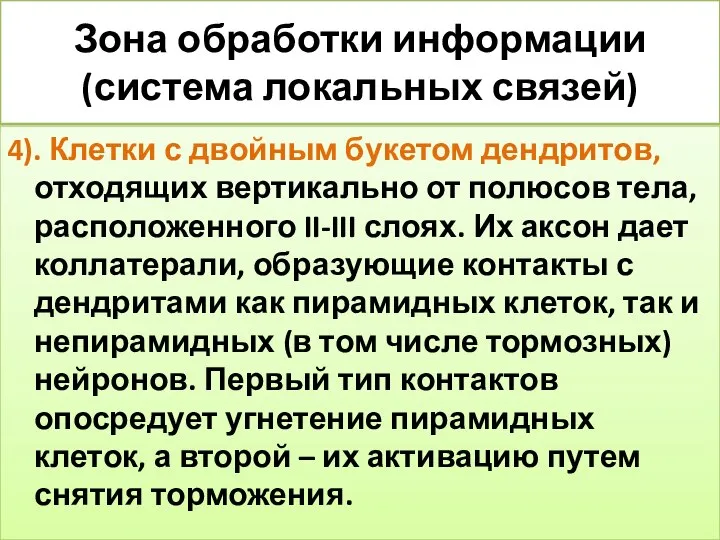 Зона обработки информации (система локальных связей) 4). Клетки с двойным букетом