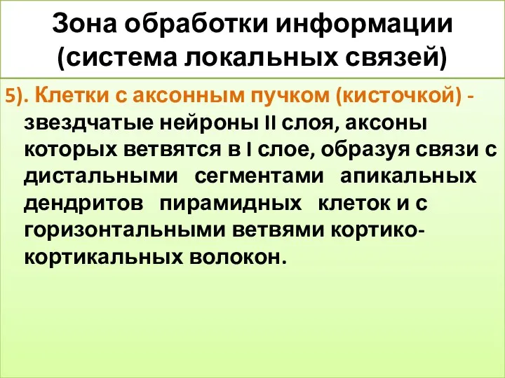 Зона обработки информации (система локальных связей) 5). Клетки с аксонным пучком