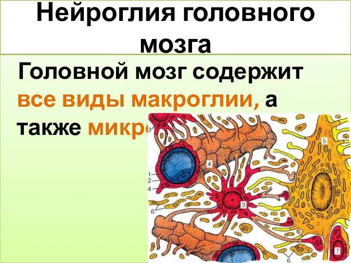 Нейроглия головного мозга Головной мозг содержит все виды макроглии, а также микроглию.