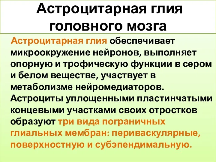 Астроцитарная глия головного мозга Астроцитарная глия обеспечивает микроокружение нейронов, выполняет опорную