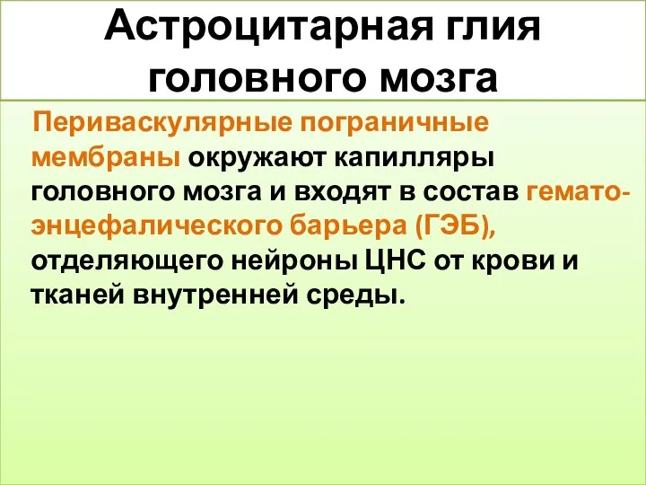 Астроцитарная глия головного мозга Периваскулярные пограничные мембраны окружают капилляры головного мозга