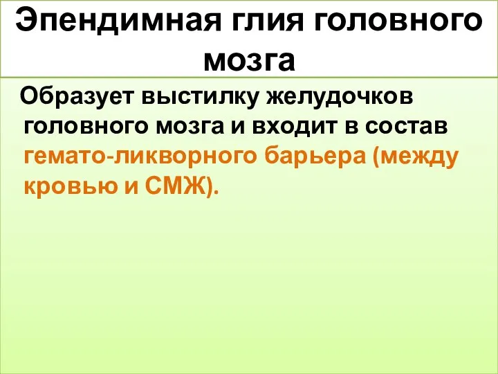 Эпендимная глия головного мозга Образует выстилку желудочков головного мозга и входит