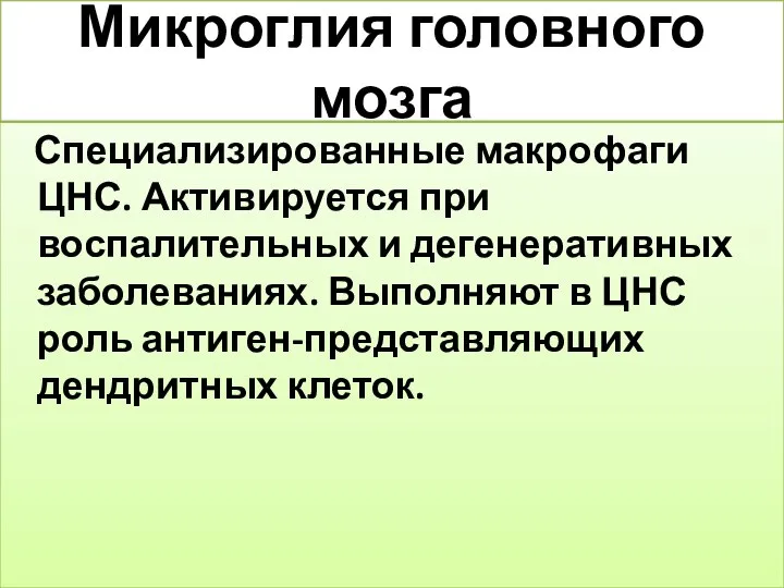 Микроглия головного мозга Специализированные макрофаги ЦНС. Активируется при воспалительных и дегенеративных