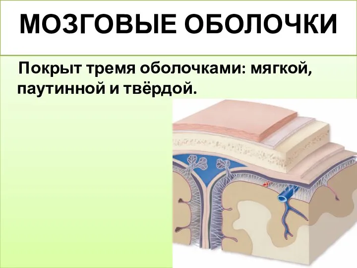 МОЗГОВЫЕ ОБОЛОЧКИ Покрыт тремя оболочками: мягкой, паутинной и твёрдой.