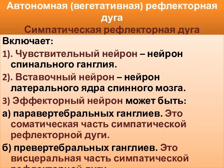 Автономная (вегетативная) рефлекторная дуга Симпатическая рефлекторная дуга Включает: 1). Чувствительный нейрон