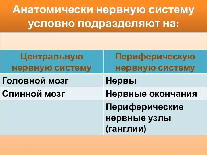 Анатомически нервную систему условно подразделяют на: