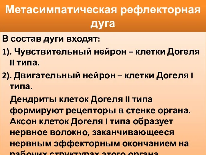 Метасимпатическая рефлекторная дуга В состав дуги входят: 1). Чувствительный нейрон –