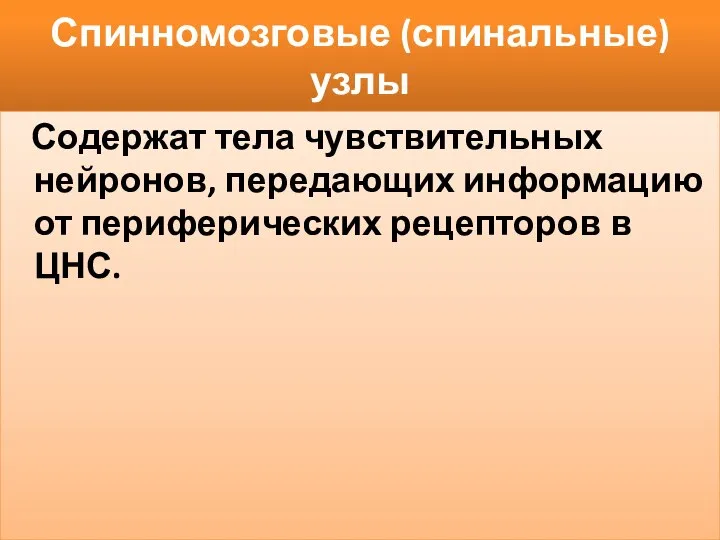 Спинномозговые (спинальные) узлы Содержат тела чувствительных нейронов, передающих информацию от периферических рецепторов в ЦНС.