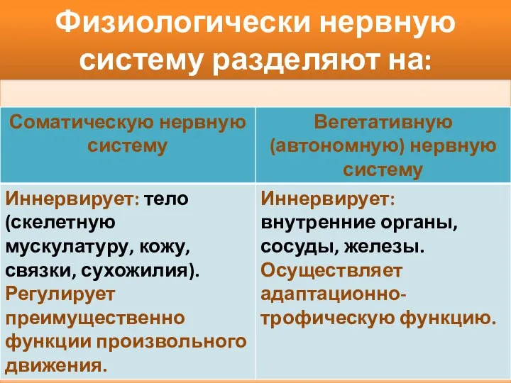 Физиологически нервную систему разделяют на: