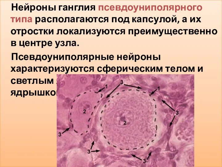 Нейроны ганглия псевдоуниполярного типа располагаются под капсулой, а их отростки локализуются