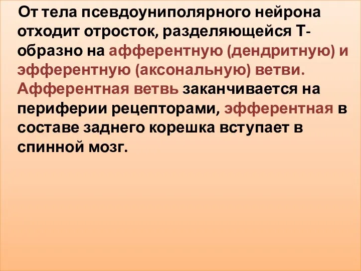 От тела псевдоуниполярного нейрона отходит отросток, разделяющейся Т-образно на афферентную (дендритную)