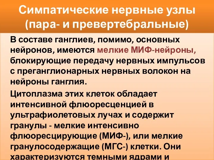 Симпатические нервные узлы (пара- и превертебральные) В составе ганглиев, помимо, основных