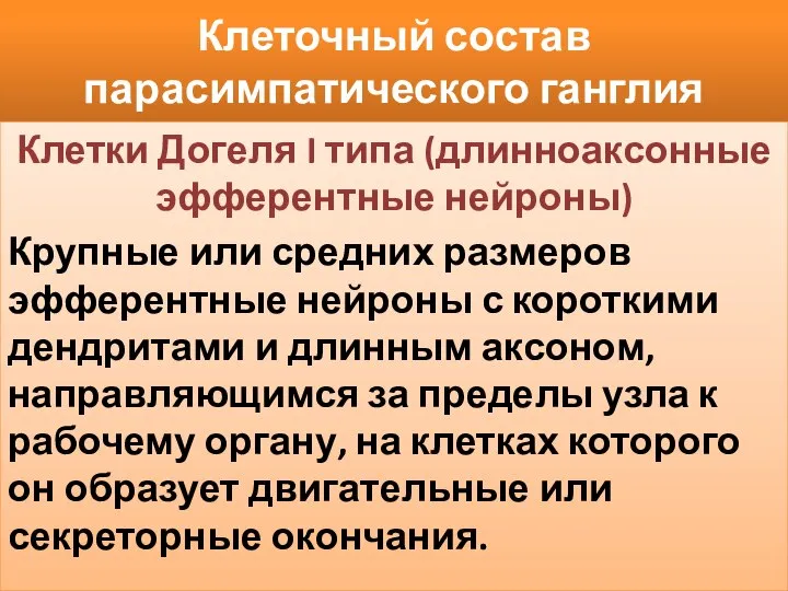 Клеточный состав парасимпатического ганглия Клетки Догеля I типа (длинноаксонные эфферентные нейроны)