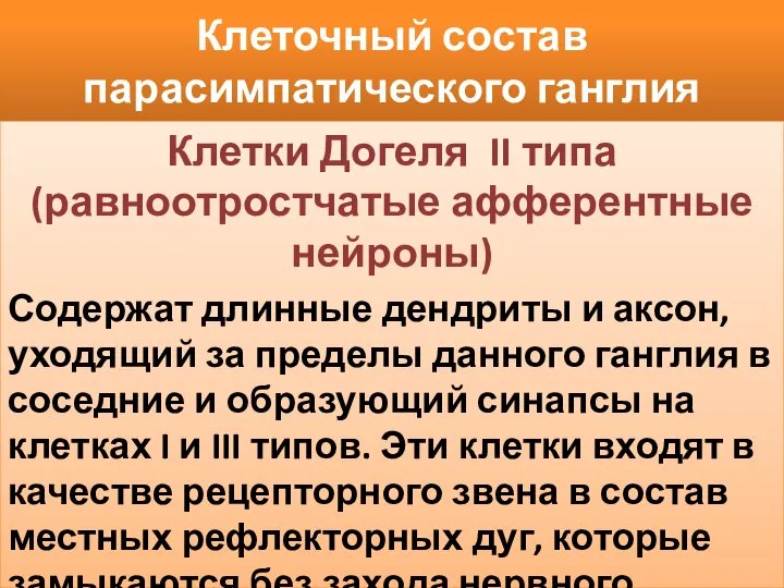 Клеточный состав парасимпатического ганглия Клетки Догеля II типа (равноотростчатые афферентные нейроны)