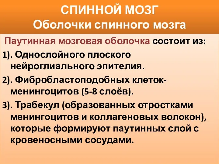 СПИННОЙ МОЗГ Оболочки спинного мозга Паутинная мозговая оболочка состоит из: 1).