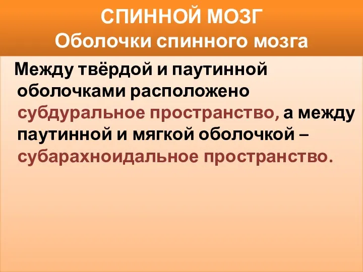 СПИННОЙ МОЗГ Оболочки спинного мозга Между твёрдой и паутинной оболочками расположено