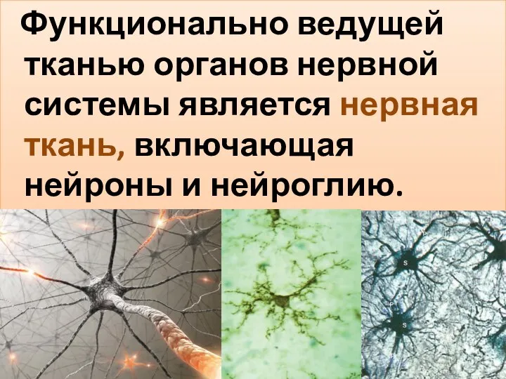 Функционально ведущей тканью органов нервной системы является нервная ткань, включающая нейроны и нейроглию.