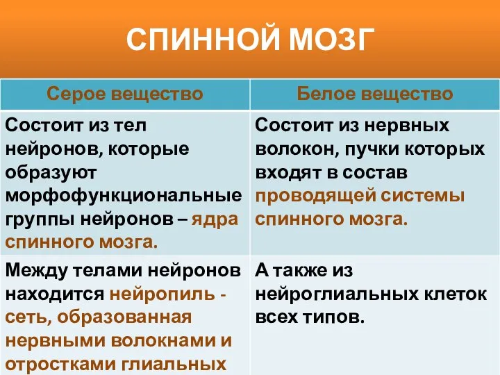 СПИННОЙ МОЗГ