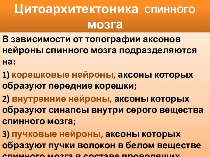 Цитоархитектоника спинного мозга В зависимости от топографии аксонов нейроны спинного мозга