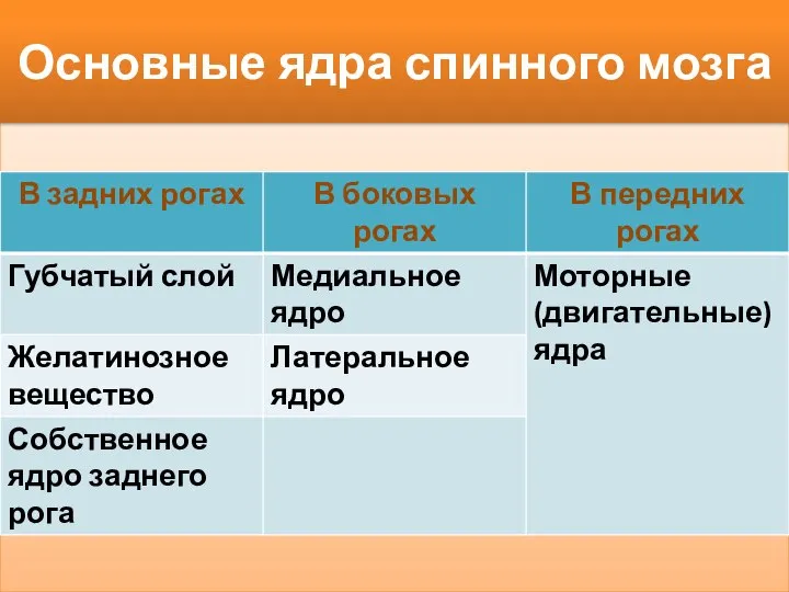 Основные ядра спинного мозга