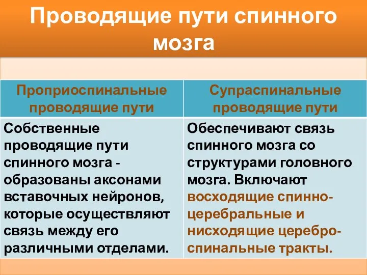 Проводящие пути спинного мозга