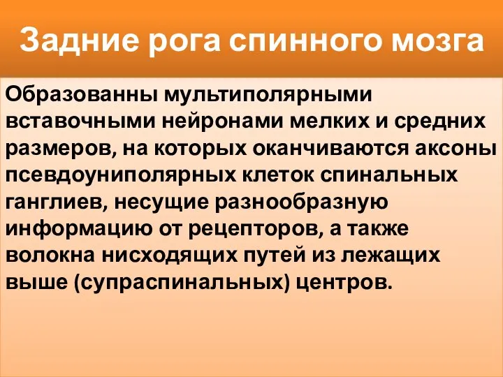 Задние рога спинного мозга Образованны мультиполярными вставочными нейронами мелких и средних