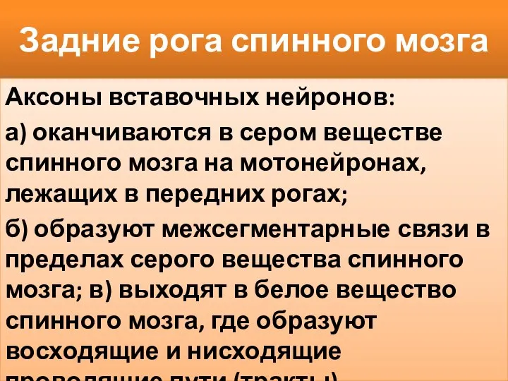 Задние рога спинного мозга Аксоны вставочных нейронов: а) оканчиваются в сером