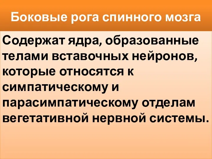 Боковые рога спинного мозга Содержат ядра, образованные телами вставочных нейронов, которые