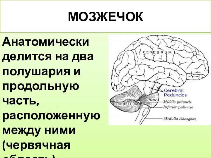 МОЗЖЕЧОК Анатомически делится на два полушария и продольную часть, расположенную между ними (червячная область).