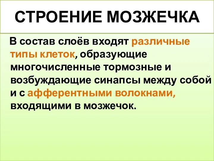 СТРОЕНИЕ МОЗЖЕЧКА В состав слоёв входят различные типы клеток, образующие многочисленные