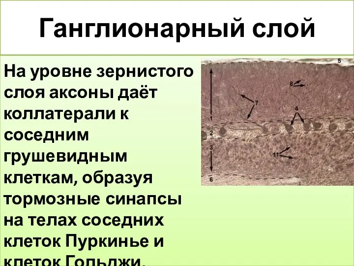 Ганглионарный слой На уровне зернистого слоя аксоны даёт коллатерали к соседним