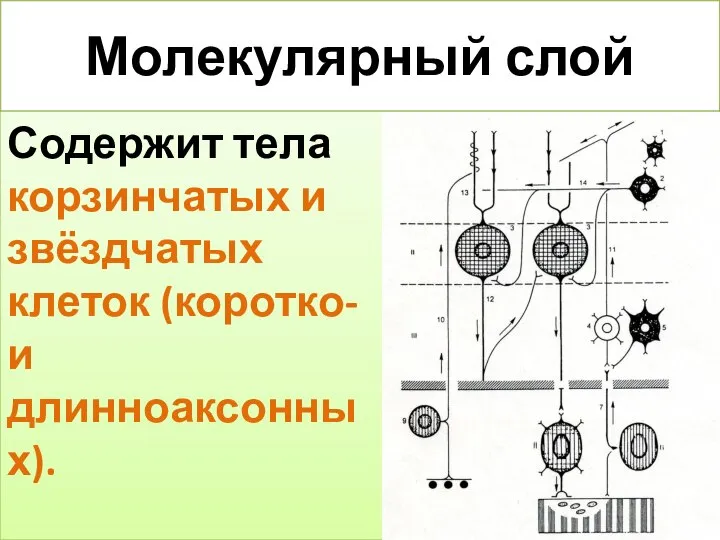 Молекулярный слой Содержит тела корзинчатых и звёздчатых клеток (коротко- и длинноаксонных).