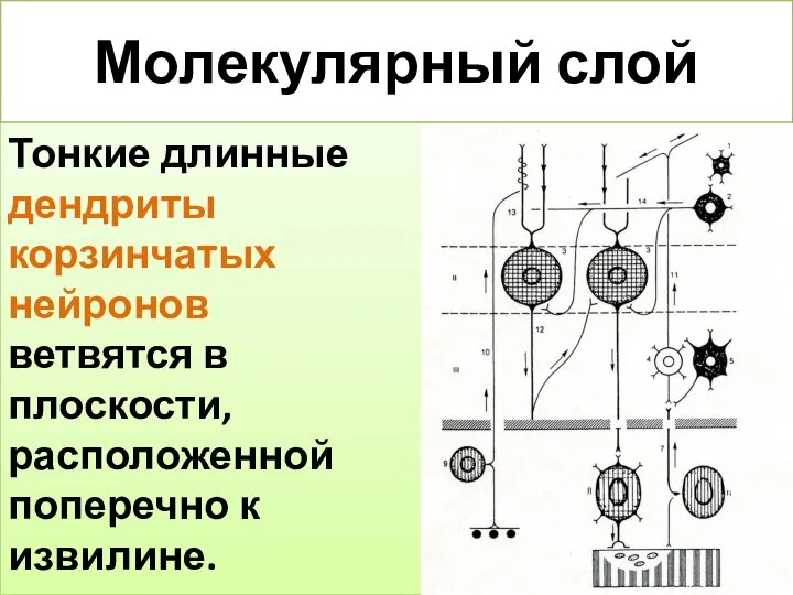 Молекулярный слой Тонкие длинные дендриты корзинчатых нейронов ветвятся в плоскости, расположенной поперечно к извилине.