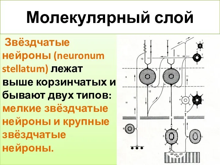 Молекулярный слой Звёздчатые нейроны (neuronum stellatum) лежат выше корзинчатых и бывают