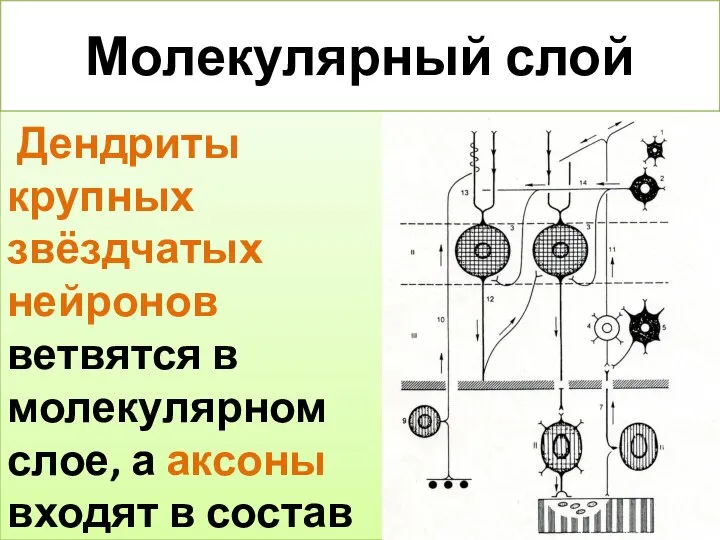 Молекулярный слой Дендриты крупных звёздчатых нейронов ветвятся в молекулярном слое, а аксоны входят в состав корзинок.