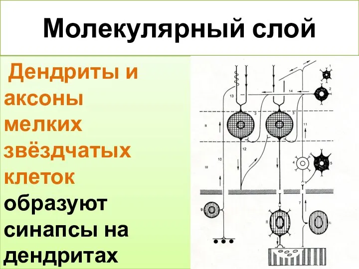 Молекулярный слой Дендриты и аксоны мелких звёздчатых клеток образуют синапсы на дендритах грушевидных клеток.