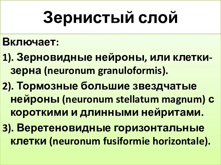 Зернистый слой Включает: 1). Зерновидные нейроны, или клетки-зерна (neuronum granuloformis). 2).