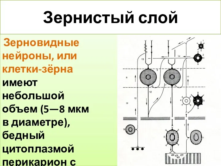 Зернистый слой Зерновидные нейроны, или клетки-зёрна имеют небольшой объем (5—8 мкм