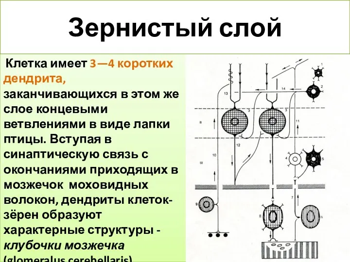 Зернистый слой Клетка имеет 3—4 коротких дендрита, заканчивающихся в этом же