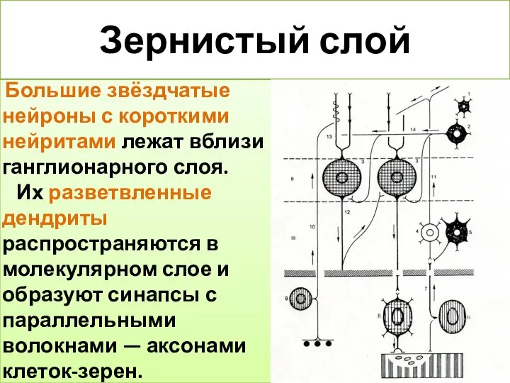 Зернистый слой Большие звёздчатые нейроны с короткими нейритами лежат вблизи ганглионарного